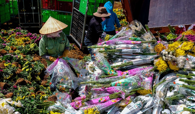 Điều tra rõ về việc hoa Đà Lạt bị cấm xuất khẩu
