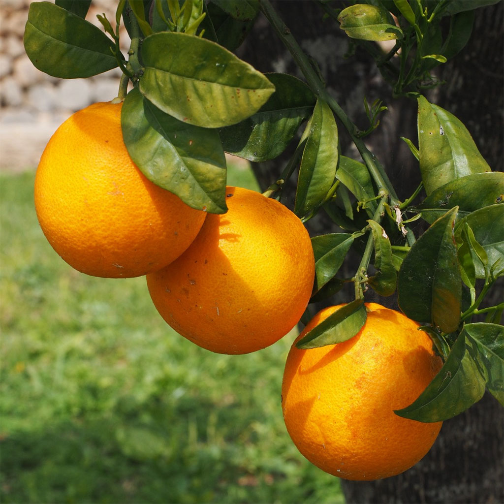 cây cam ăn quả 