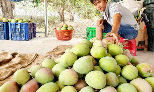 Xuất khẩu xoài xanh Việt Nam sang Úc mức giá ngất ngưỡng