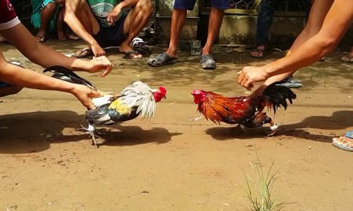 Tiền Giang: Bắt quả tang nhóm đối tượng đá gà ăn tiền bất chất dịch bệnh